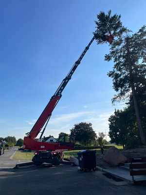 Roter Fällkran arbeitet an der Baumkrone direkt an einer Straße, Ausleger weit ausgefahren.